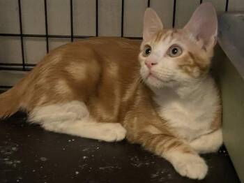 Precioso BR14446-T -  Domestic Short Hair Cat for Adoption in Missouri City, Texas - Precioso BR14446-T | PetCurious