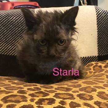 DMH black-Starla -  Domestic Medium Hair Cat for Adoption in Greenfield, Indiana - DMH Black-Starla | PetCurious