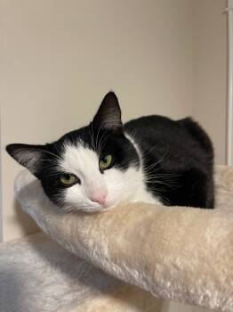 Rescue Domestic Short Hair Cats for Adoption in Ogden, Utah - Oreo | PetCurious