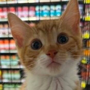 Axle -  Domestic Short Hair Cat for Adoption in Battle Creek, Michigan - Axle | PetCurious