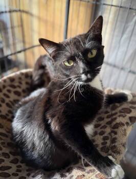 Domestic Short Hair Cats Available for Adoption - Willow | PetCurious