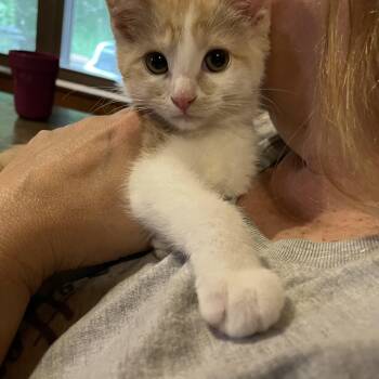 Domestic Short Hair Cats Available for Adoption in Kannapolis, North Carolina - Adelaide | PetCurious