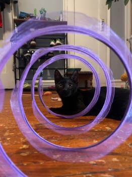 Tyrone (Ty) -  Domestic Short Hair Cat for Adoption in Jersey City, New Jersey - Tyrone (Ty) | PetCurious