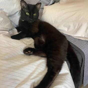 Domestic Short Hair Cats Available for Adoption in Evanston, Illinois - Coca Cola | PetCurious