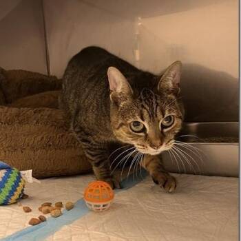 Maple -  Domestic Short Hair Cat for Adoption in Charlottesville, Virginia - Maple | PetCurious