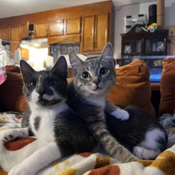 American Shorthair Cats Available for Adoption - Riddick And Lottie | PetCurious