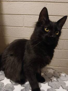 Domestic Medium Hair Cats Available for Adoption - Jupiter Cloud | PetCurious