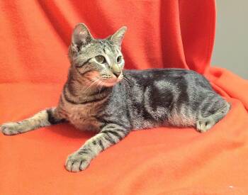 Marty -  Tabby Cat for Adoption in Quail Heights, Florida - Marty | PetCurious