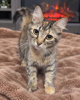 Melody -  Domestic Medium Hair Cat for Adoption in Raleigh, North Carolina - Melody | PetCurious