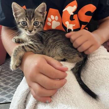 Sparkle Smash -  Domestic Medium Hair Cat for Adoption in Westminster, California - Sparkle Smash | PetCurious