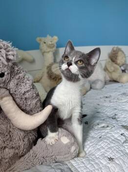 Bay -  Domestic Short Hair Cat for Adoption in Ramsey, New Jersey - Bay | PetCurious