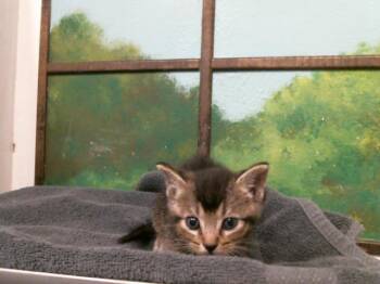 AME -  Domestic Short Hair Cat for Adoption in Houston, Texas - AME | PetCurious