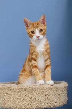 American Shorthair Cats Available for Adoption - Nacho | PetCurious