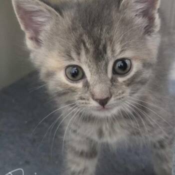 Anabeth -  Domestic Long Hair Cat for Adoption in Glenfield, New York - Anabeth | PetCurious