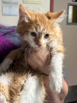 Domestic Long Hair and Domestic Short Hair Cats Available for Adoption in Memphis, Tennessee - Coral | PetCurious