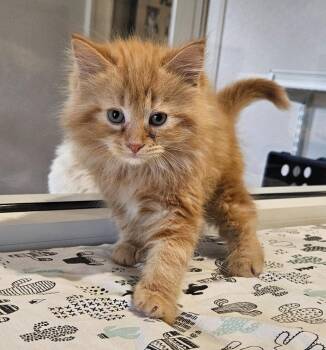 Carl -  Domestic Long Hair Cat for Adoption in Fremont, Ohio - Carl | PetCurious