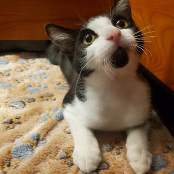 Rescue Domestic Short Hair Cats for Adoption in Wantagh, New York - Jim | PetCurious