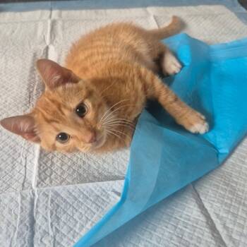 Curry -  Domestic Short Hair Cat for Adoption in Aberdeen, North Carolina - Curry | PetCurious