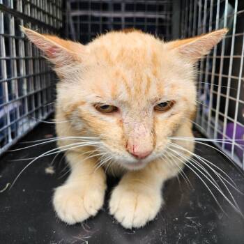 Domestic Short Hair Cats Available for Adoption in Lake Jackson, Texas - Tangerine | PetCurious