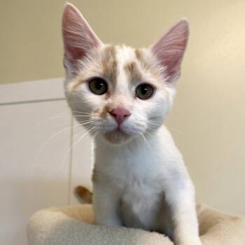 Rescue Domestic Short Hair Cats for Adoption in Grantsville, Utah - Isis | PetCurious