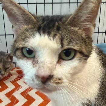 Morticia -  Domestic Short Hair Cat for Adoption in Horn Lake, Mississippi - Morticia | PetCurious