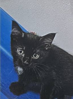 Rescue Domestic Short Hair Cats for Adoption in Fort Madison, Iowa - Gobber (Velvet Kitten #2) | PetCurious