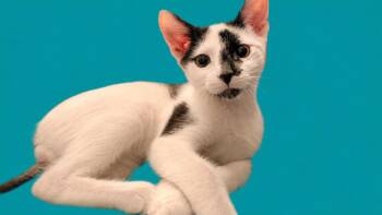 Remy -  Domestic Short Hair Cat for Adoption in St. Augustine, Florida - Remy | PetCurious