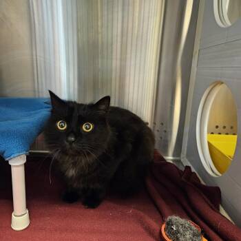 Domestic Long Hair Cats Available for Adoption - Zeno | PetCurious