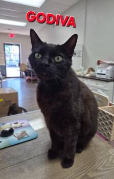 Godiva -  Domestic Short Hair Cat Available for Adoption in Rome, Georgia - Godiva | PetCurious