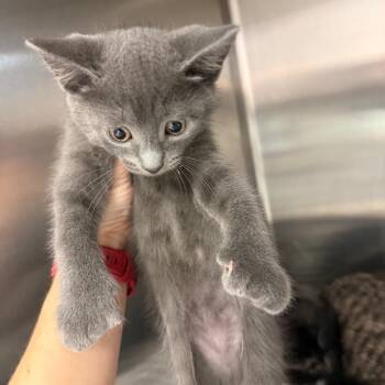 Domestic Short Hair Cats Available for Adoption in Port Charlotte, Florida - 0380-C26 | PetCurious