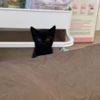 Rescue Domestic Short Hair Cats for Adoption in Elfin Forest, California - Cash | PetCurious