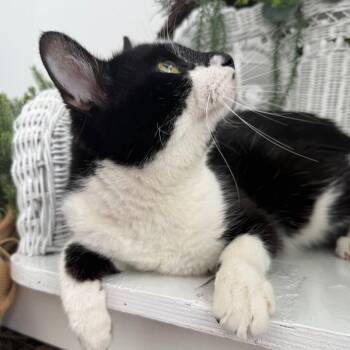 Sharp Dressed Man 56330 -  Domestic Short Hair Cat for Adoption in Eaton Rapids, Michigan - Sharp Dressed Man 56330 | PetCurious