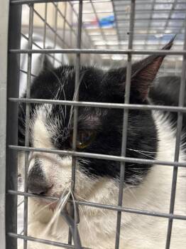 Rescue Domestic Short Hair Cats for Adoption in Las Vegas, Nevada - MR WHISKERS | PetCurious