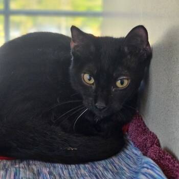 Rescue Domestic Short Hair Cats for Adoption in Gloucester, Virginia - Morgan | PetCurious