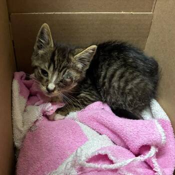 Fable -  Domestic Short Hair Cat for Adoption in Pasadena, California - Fable | PetCurious