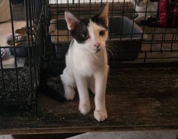 Rescue Domestic Short Hair Cats for Adoption in French Village, Missouri - Shane | PetCurious