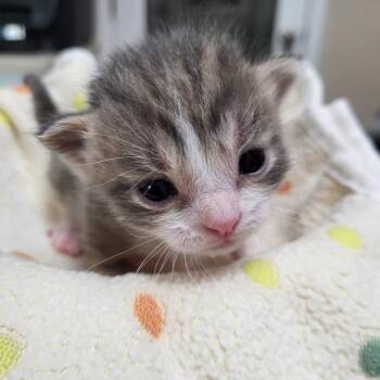 Supersonic -  Domestic Short Hair Cat for Adoption in Kanab, Utah - Supersonic | PetCurious