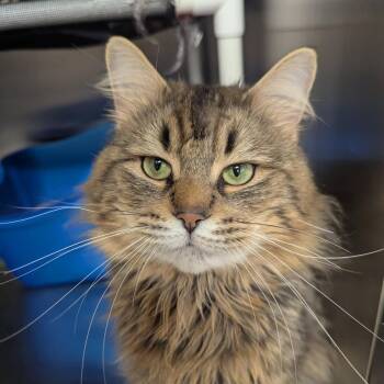 Boswell -  Domestic Long Hair Cat for Adoption in Royal Oak, Michigan - Boswell | PetCurious