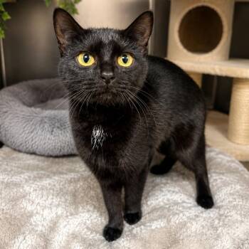 Domestic Short Hair Cats Available for Adoption in Hopkinton, Massachusetts - Juniper | PetCurious