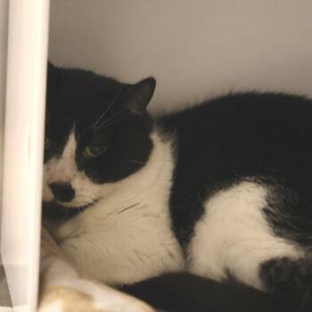 Domestic Short Hair Cats Available for Adoption in Briarcliff Manor, New York - Dandelion | PetCurious