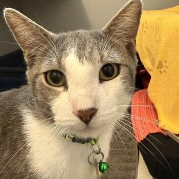 Luey -  Domestic Short Hair Cat for Adoption in Lansing, Michigan - Luey | PetCurious