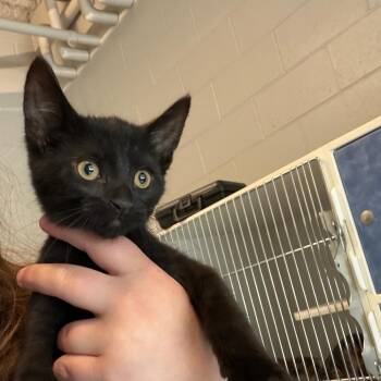 Horchata Espresso -  Domestic Short Hair Cat for Adoption in Dearborn, Michigan - Horchata Espresso | PetCurious