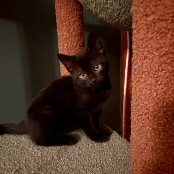 Rescue Domestic Short Hair Cats for Adoption in Kansas City, Missouri - Gracey 2192 | PetCurious