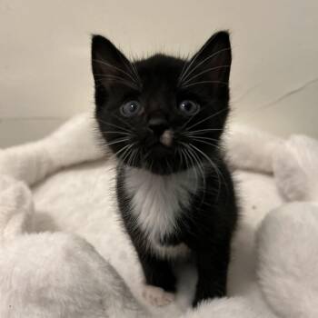 Domestic Short Hair Cats Available for Adoption in Long Beach, California - Spaghetti | PetCurious