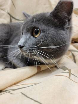 Rescue Domestic Short Hair Cats for Adoption in Lorain, Ohio - Emma | PetCurious