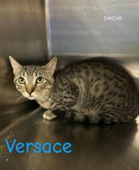 Versace -  Domestic Short Hair Cat for Adoption in Burlington, Iowa - Versace | PetCurious