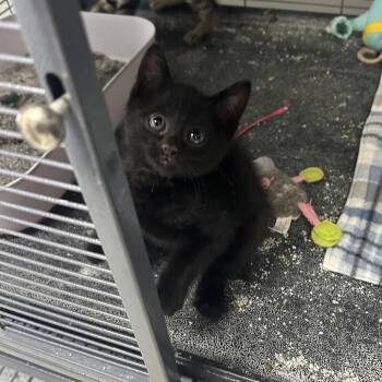Jitterbug -  Domestic Short Hair Cat for Adoption in Hannibal, Missouri - Jitterbug | PetCurious