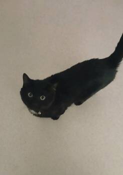 Rescue Domestic Short Hair Cats for Adoption in Hillsboro, Missouri - Mr. Ray | PetCurious