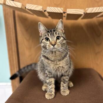 Wisteria -  Domestic Short Hair Cat for Adoption in Fargo, North Dakota - Wisteria | PetCurious