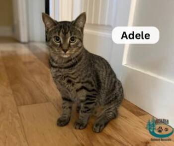 Rescue Domestic Short Hair Cats for Adoption in Huntsville, Ontario - Adele! | PetCurious